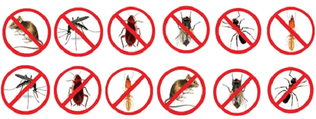 Dedetizadora na Lapa