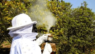 Dedetizadora na Lapa